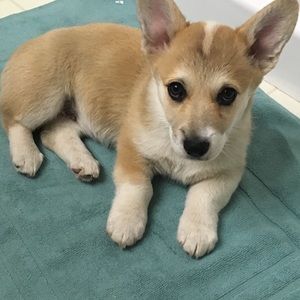 Meet your Posher, Joy